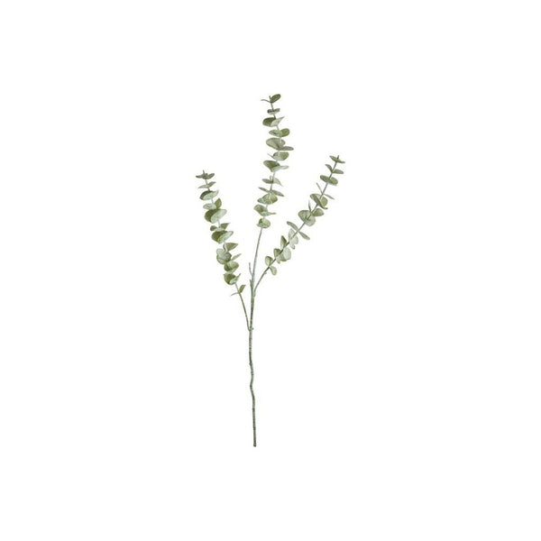 Eucalyptus