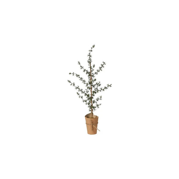 Speedtsberg - Lærketræ i papirspotte 12*60cm